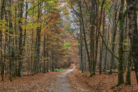 Gemeinde Bayerisch_Eisenstein Landkreis Regen Hans-Watzlik-Hain Wanderweg (Dirschl Johann) Deutschland REG